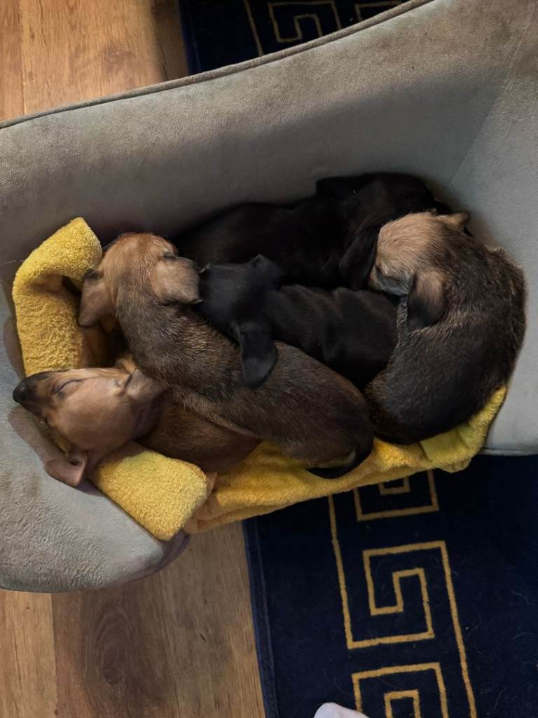 dachund cross chihuahua puppies
