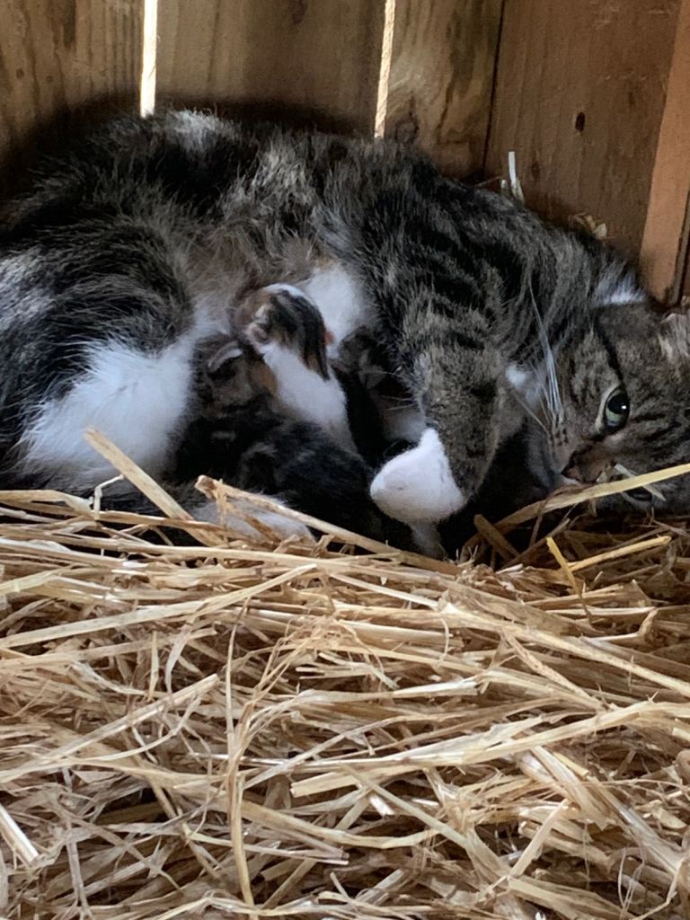 Lovely Kittens