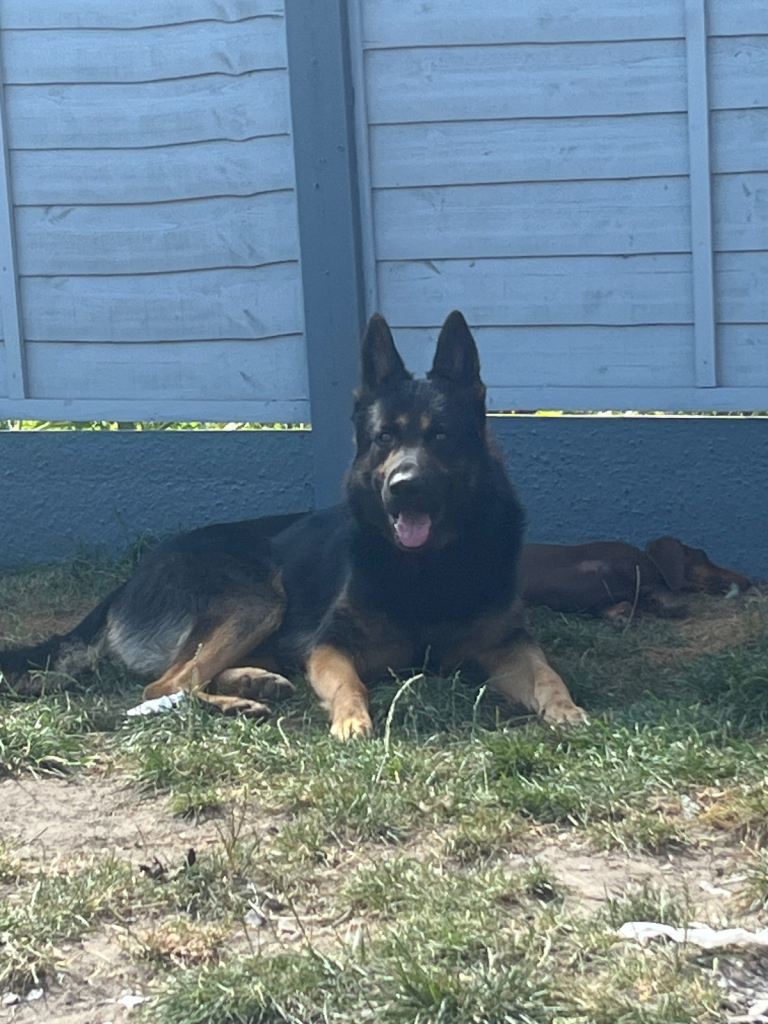 4 year old German Shepard 