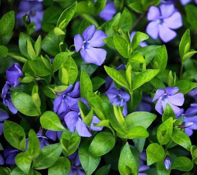 Periwinkle Vinca Minor Plants Evergreen Ground Cover