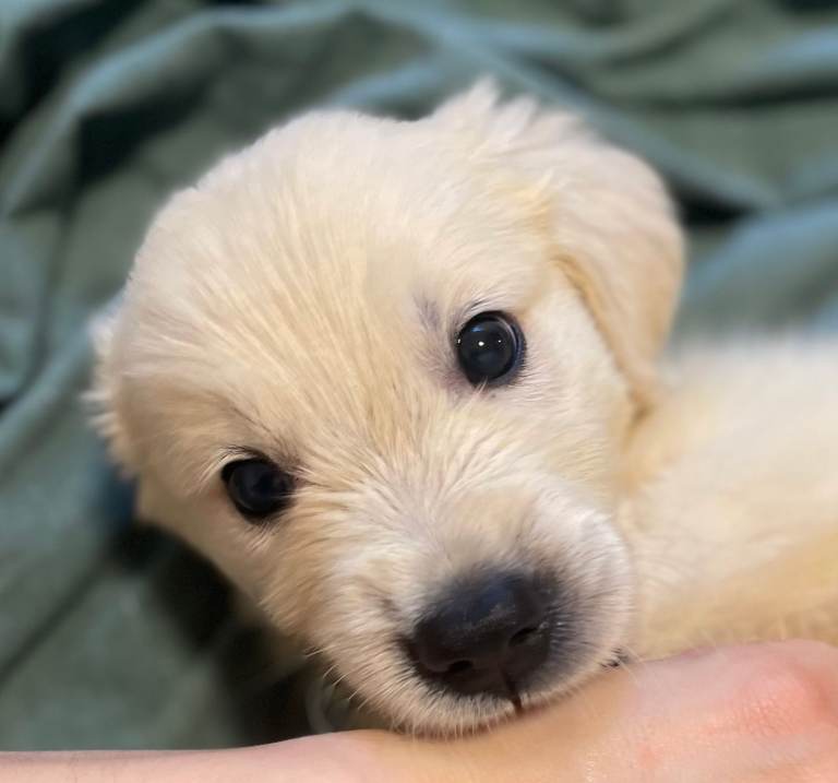 Golden retriever puppies ready to leave