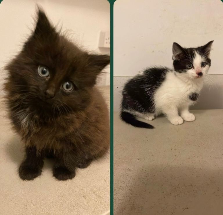 2 gorgeous and friendly male kittens looking for new homes