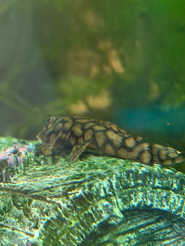 Updated tropical fish