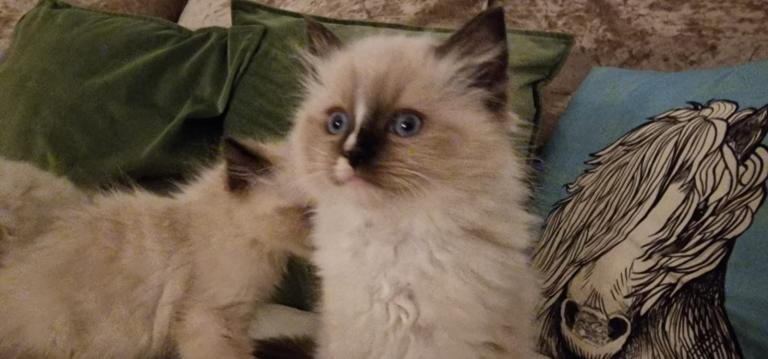 Ragdoll kittens 