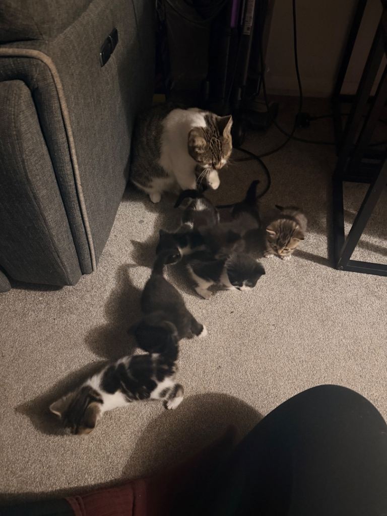 Kittens