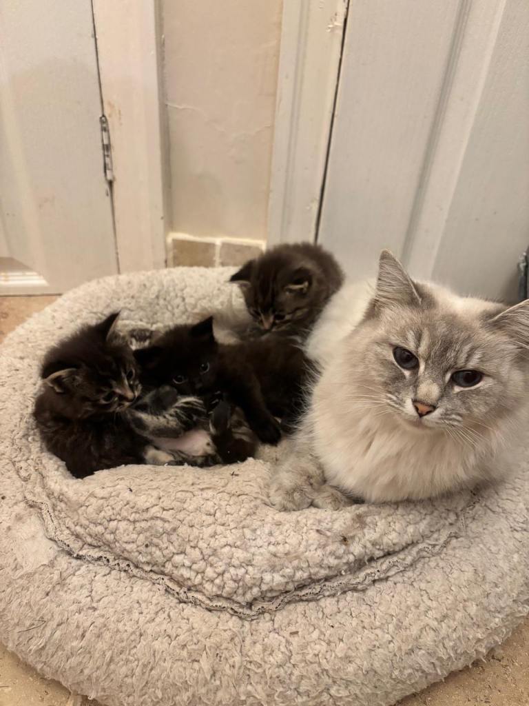 Half Ragdoll kittens