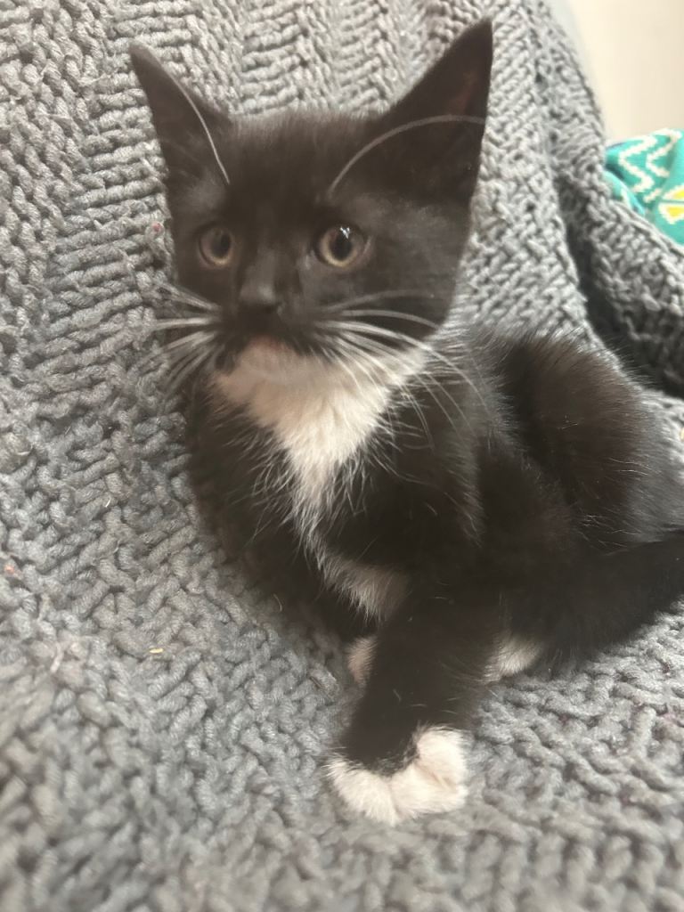 RARE ADORABLE KITTEN 🐈