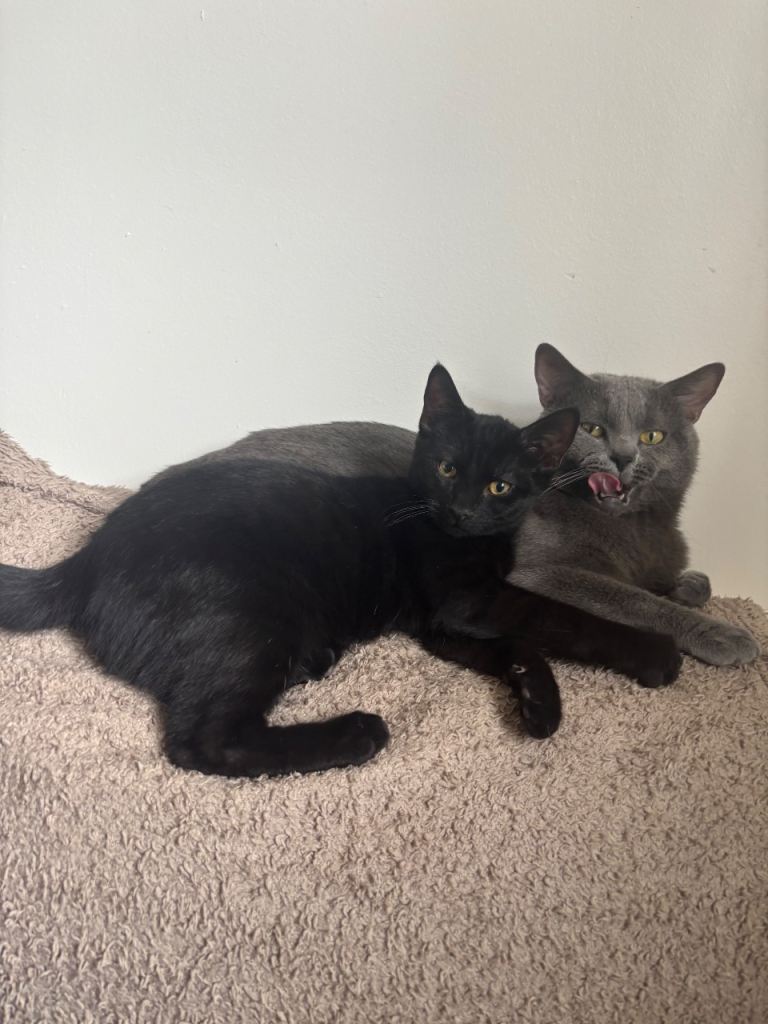 Russian Blue x Domestic Shorthair Kittens READ DESCRIPTION 
