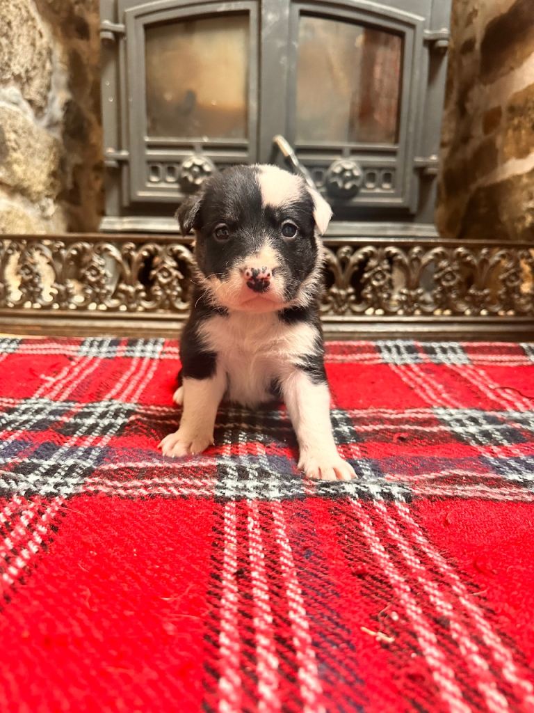 Collie x blue brindle American bulldog puppies