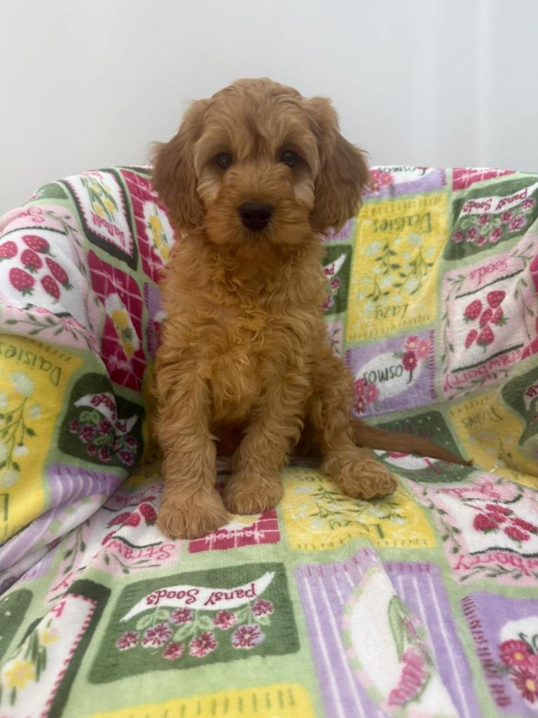 Cavapoo Puppies