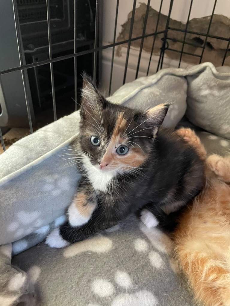 Kittens for sale 