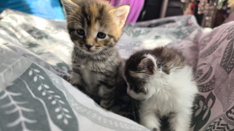 Beautiful, children friendly fluffy babies for sale 