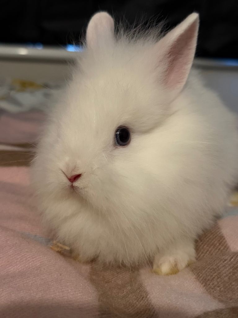 Dwarf Lionheads Bunnies