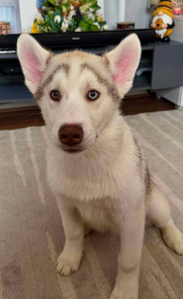 Male 15 week Siberian Husky 