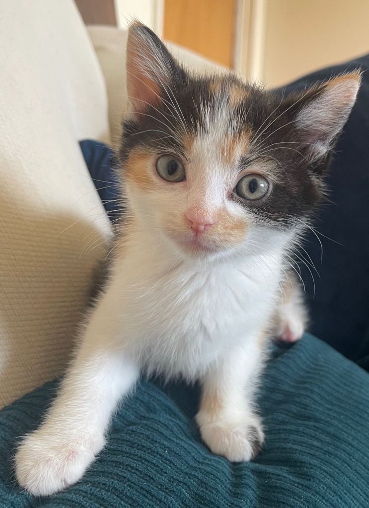 Beautiful Calico kittens 