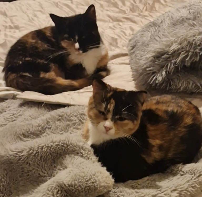 Kittens available (please read carefully) 