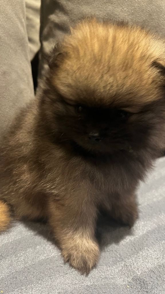Pomeranian puppys 