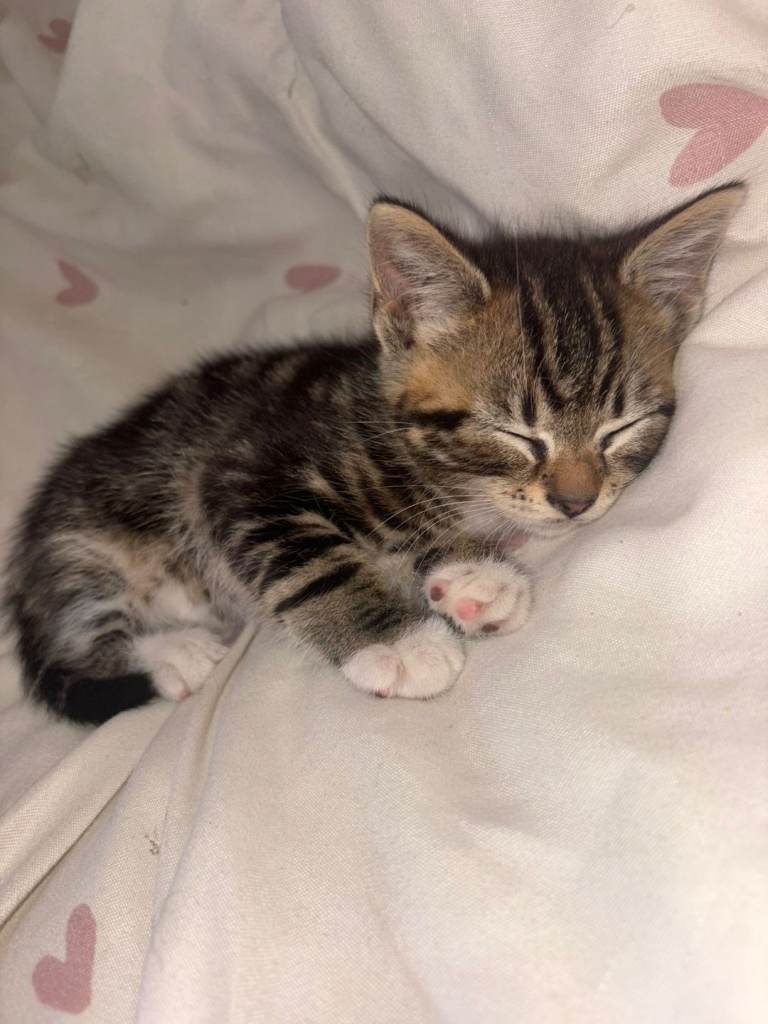 Tabby  bengal marble mix