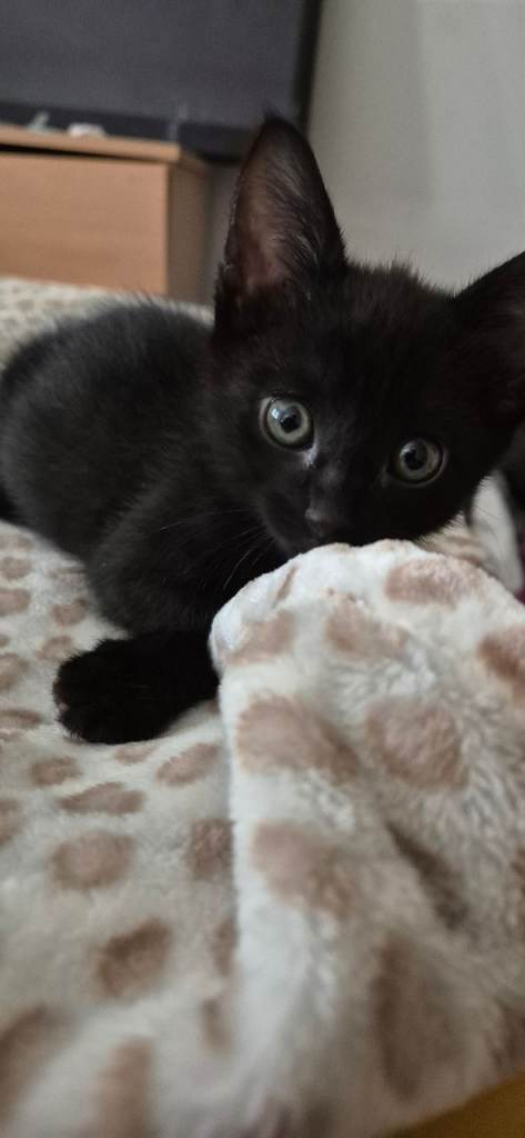 1 black kitten remaining