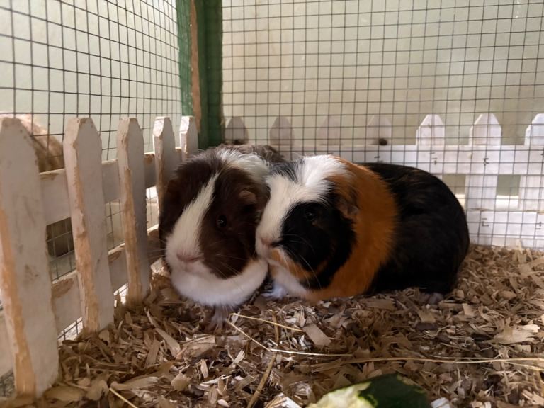 Pair of Female Guinea Pig Sisters