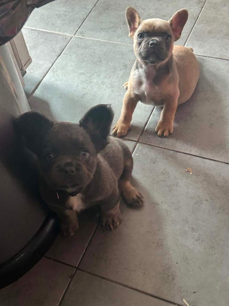 Frenchy pups 