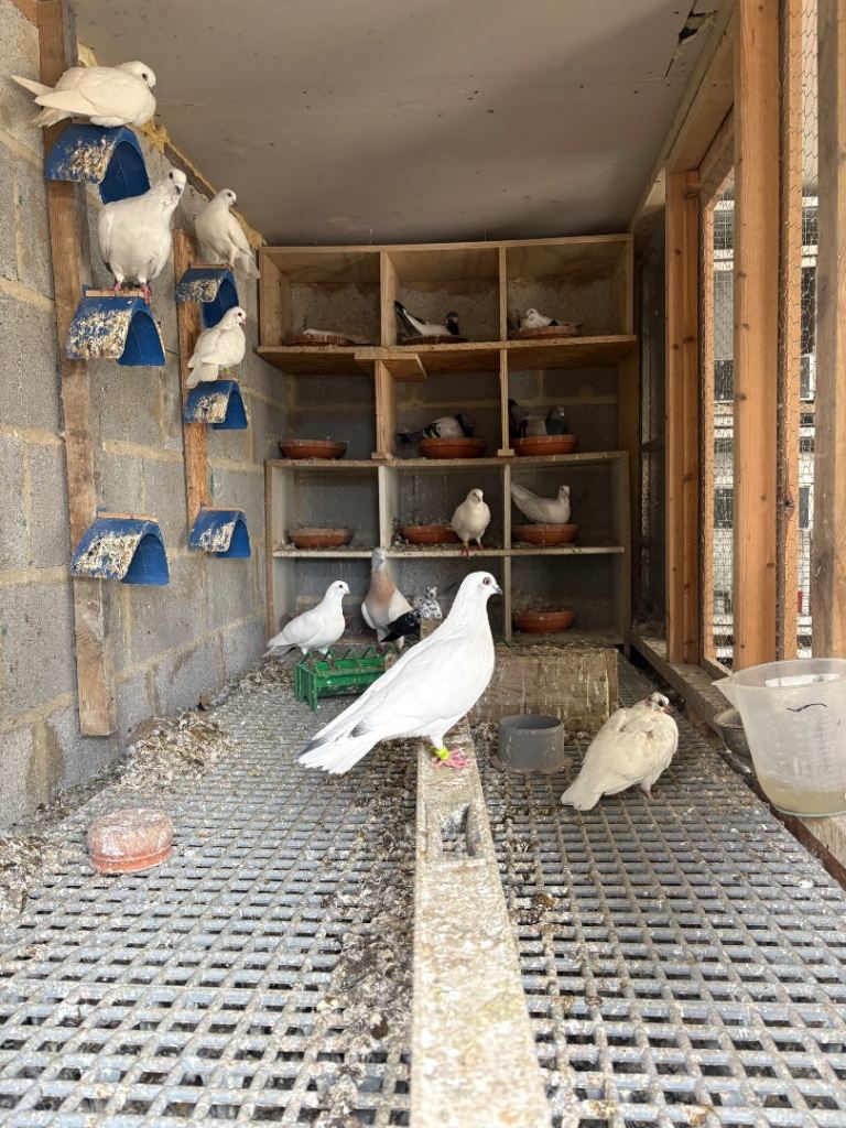 Budapest and syrian pigeons for sale