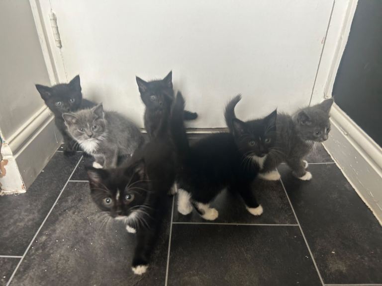 Kittens for sale