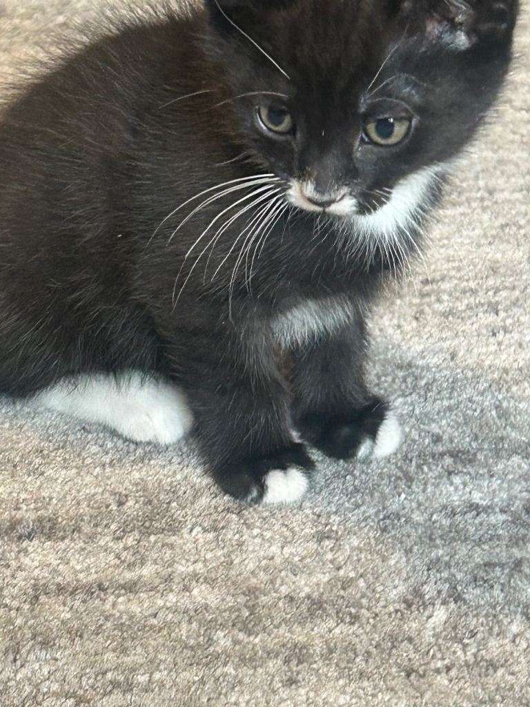 8 week old kittens for sale 2 black and 1 tuxedo 