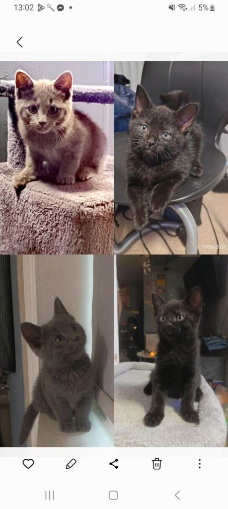 Adorable half British kittens 