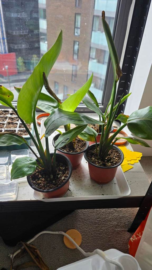 Young White Bird Of Paradise Plants