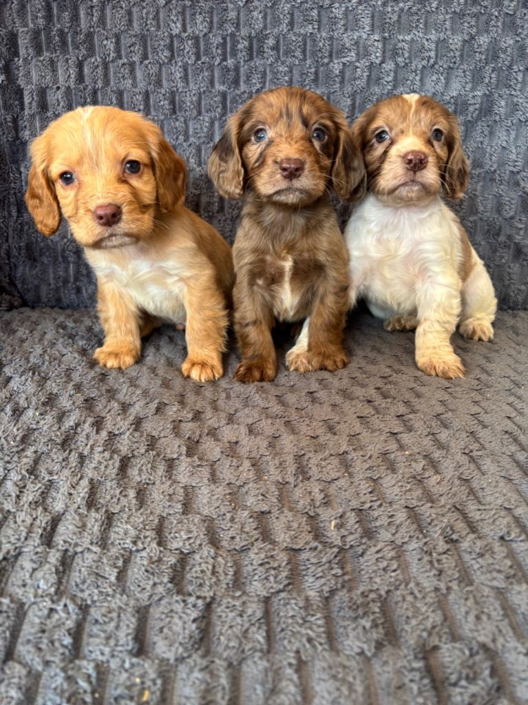 Cocker spaniel puppies 