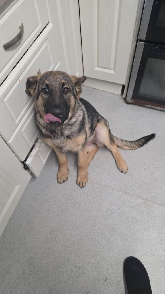 4 month female german shepard 