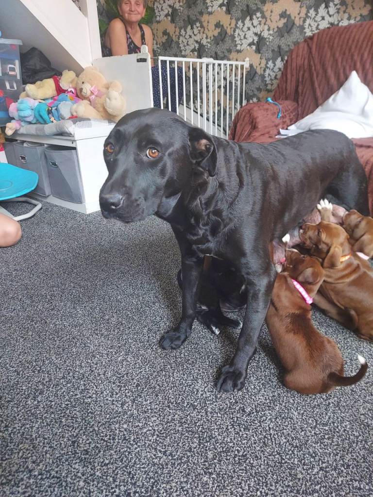 Mixed labradors puppies 