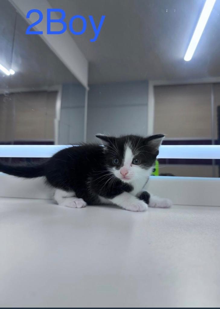 One adorable two-month-old male kitten is still available.