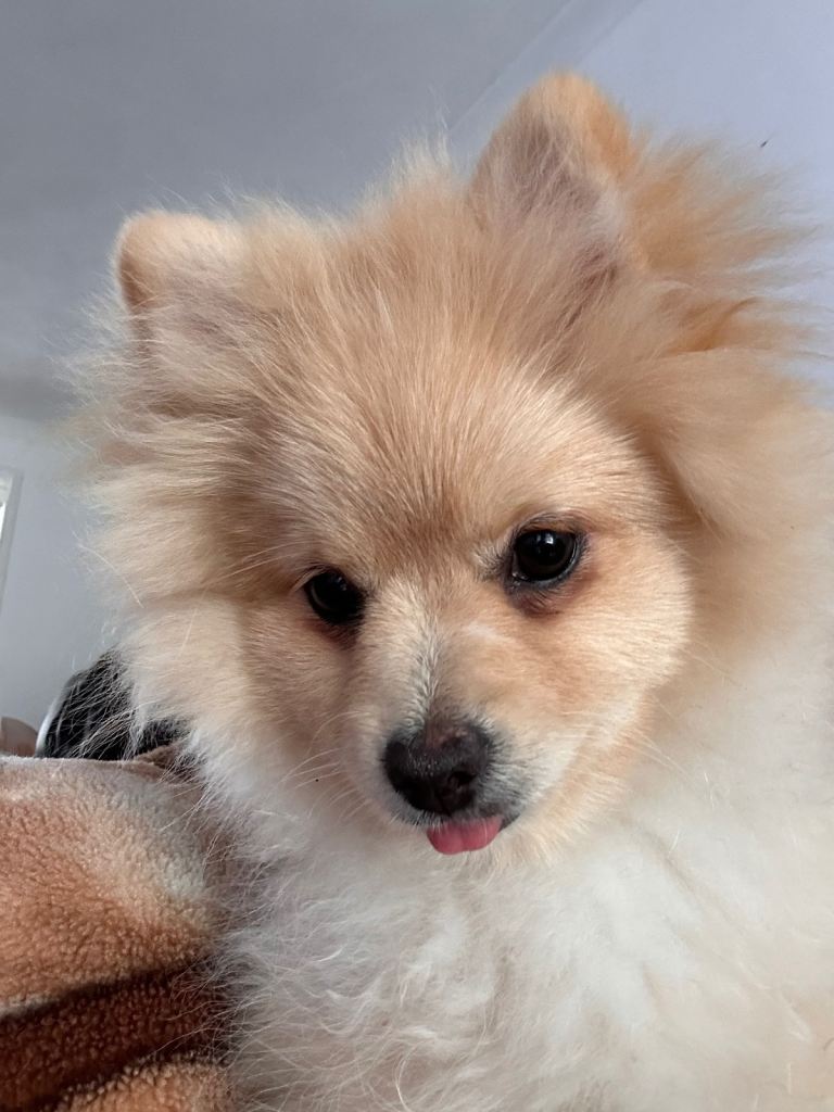 Pomeranian girl