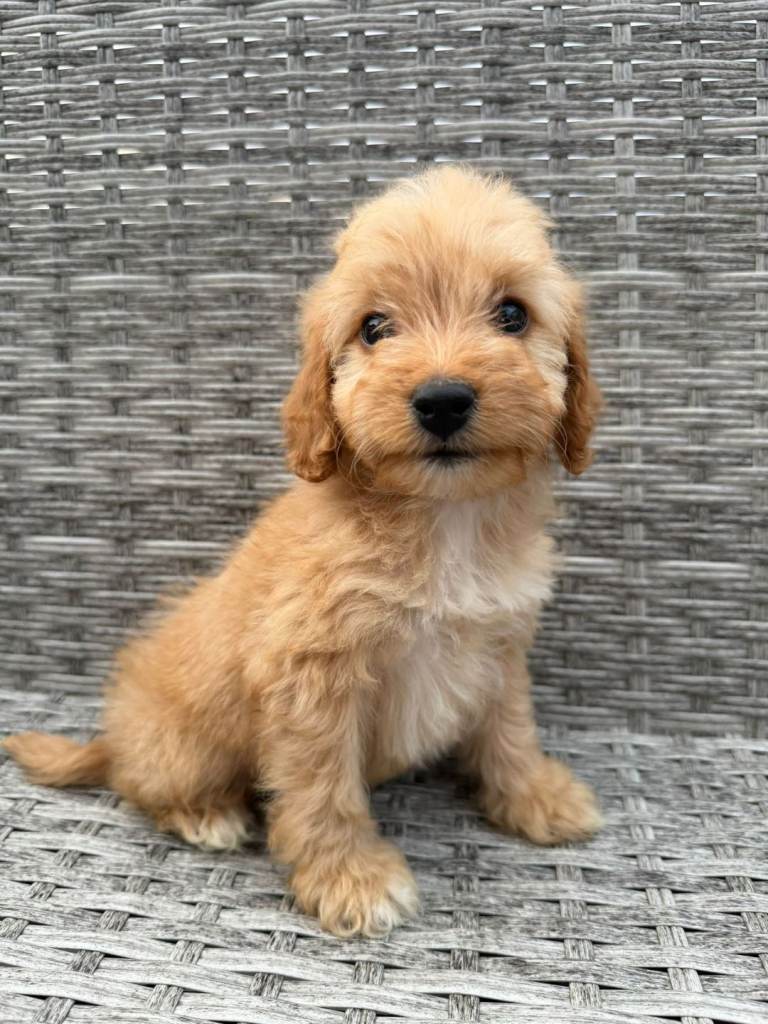 Cockapoo puppies ***READY NOW ***
