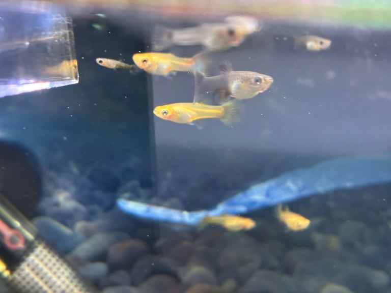 Female Guppies/fry for Sale