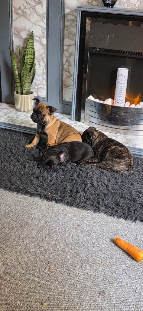 Adorable Frug Puppies Looking for Their Forever Homes