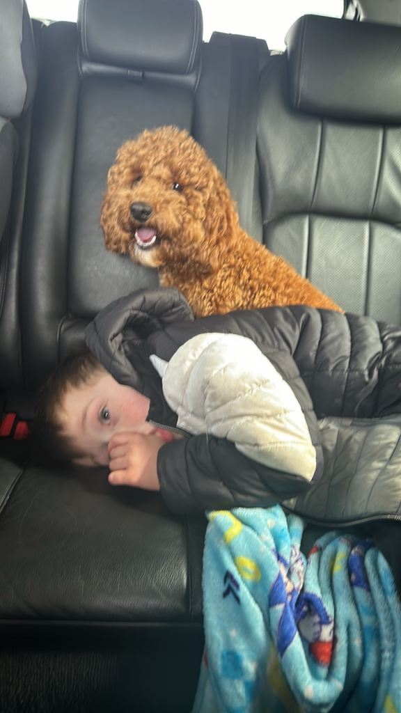 F2 Chunky little cockapoos 