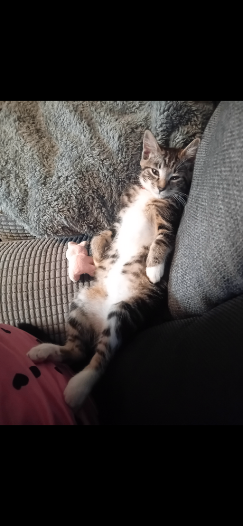 Stunning Tabby Girl Needing New Home 