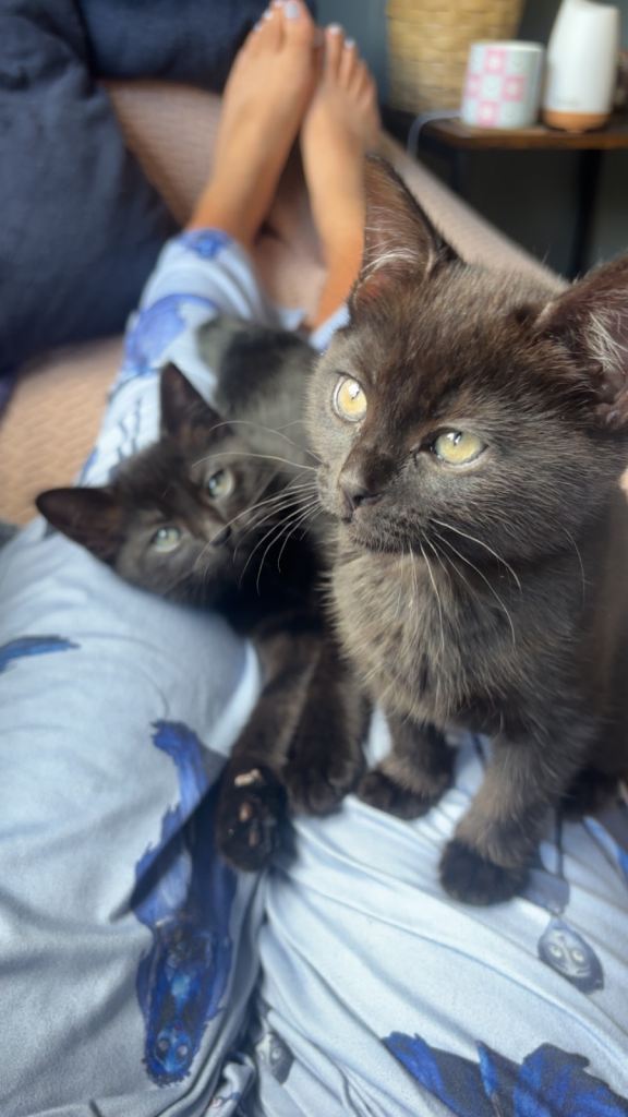 Black kittens 