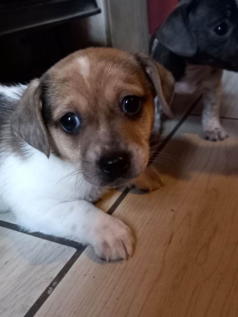Jack russell x chihuahua puppies