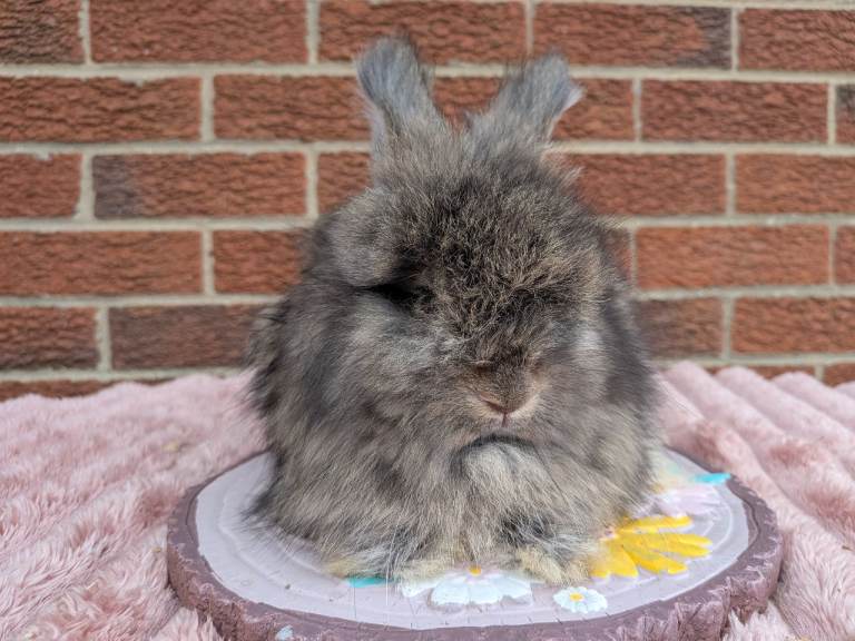 English angora boys 