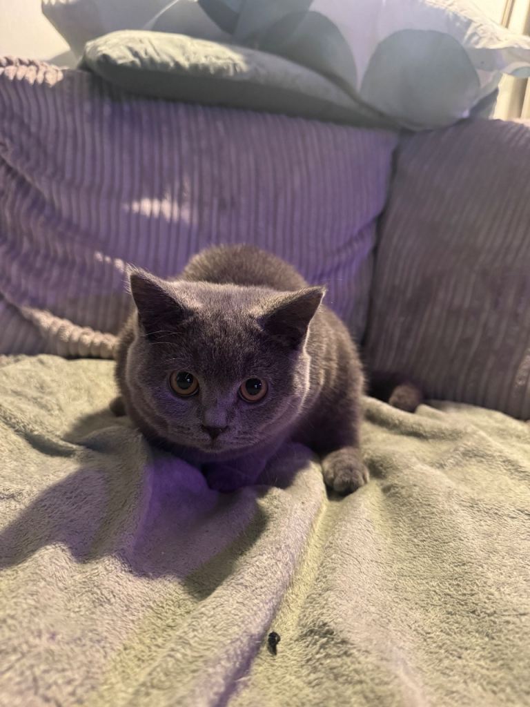 Grey British Shorthair Kitten (female)