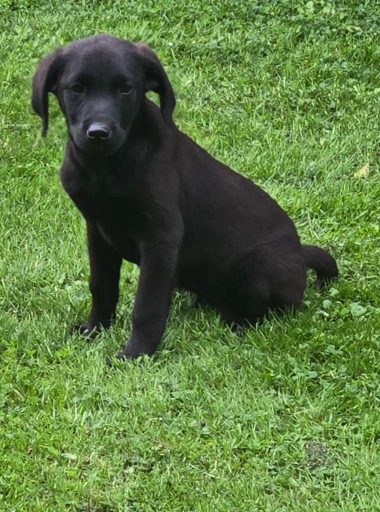 Labrador puppies 