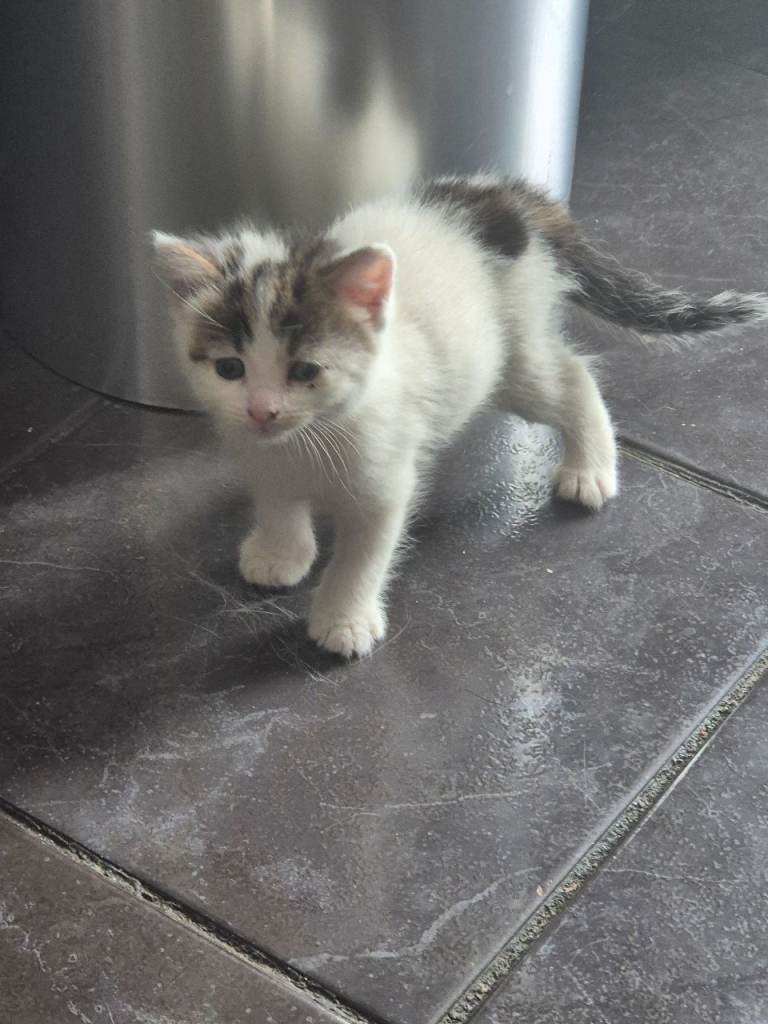Cute kittens