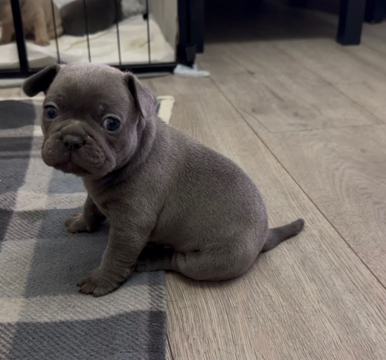 French Bulldog Puppies