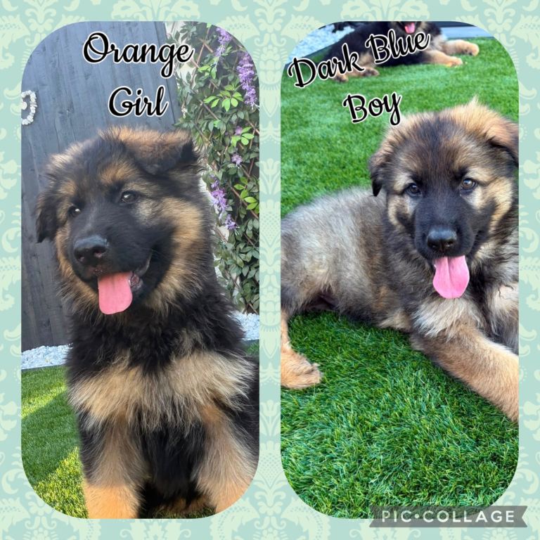 Kc German shepherd puppies 