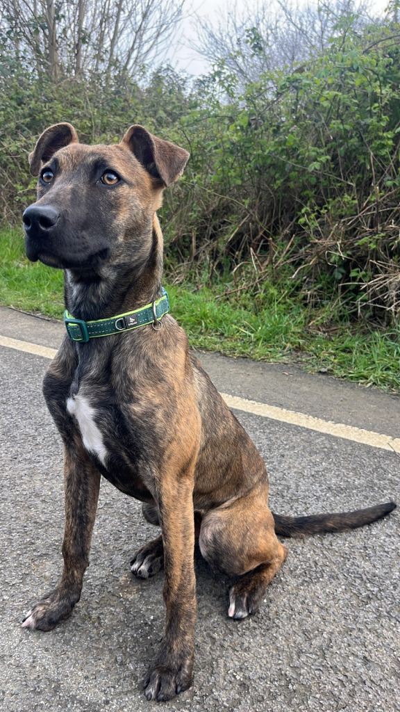 Dutch shepherd x bull terrier 