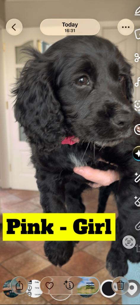 Cocker spaniel pups KC Reg